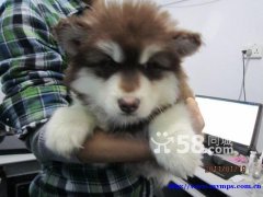 极品红十字阿拉斯加幼犬出售